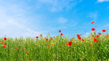 Sommerliches Mohnblumenfeld