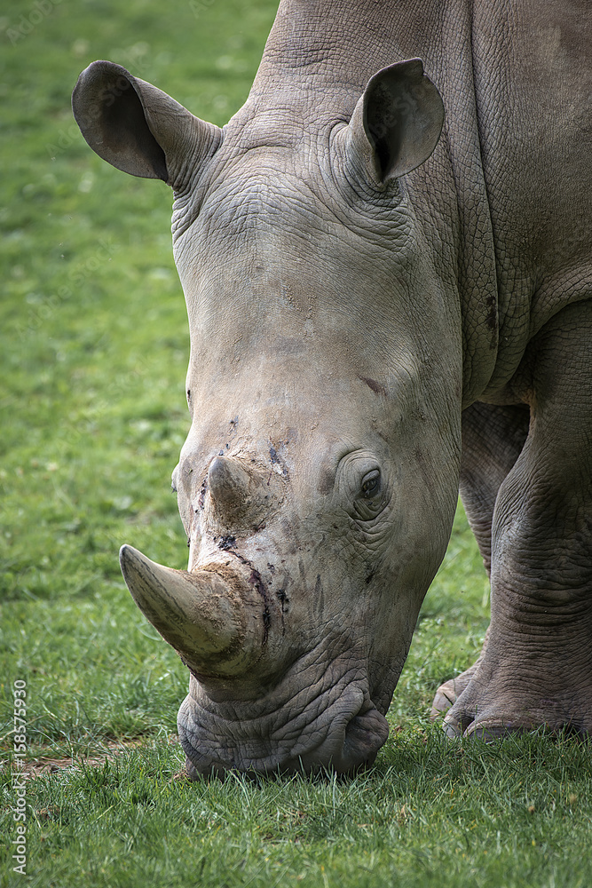 Poster very close portrait of a rhinoceros with its head down grazing on grass in an upright vertical forma