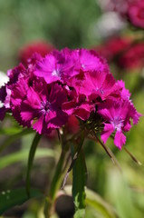 Fototapeta premium Small bright flowers bloom on a sunny day in summer