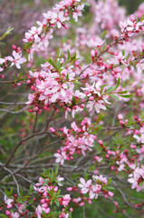 Branches of pink flowers of almond tree 