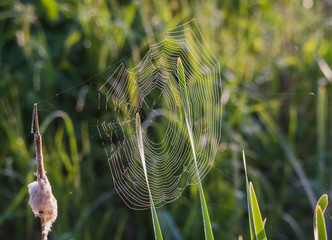 Spider web in the swamp background of green leaves