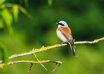 Red-backed shrike (Lanius collurio)