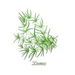 Obraz premium Sprigs of fresh delicious Rosemary in realistic style