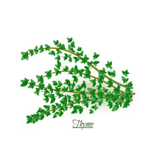 Sprigs of fresh delicious thyme in realistic style