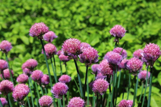 Flowers of chives