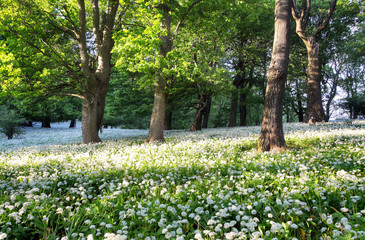 Forest green landscape with tree and white flowers
