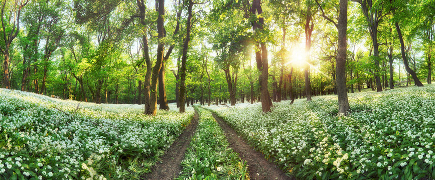 Fototapeta Panorama of Forest green landscape with white flowers and path