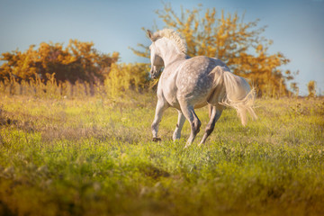 Dapple-grey horse runs on green field on the blue sky background in evening