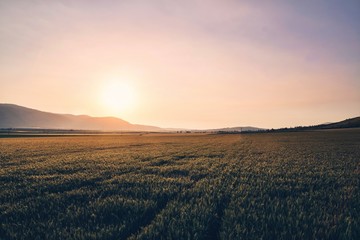 Fototapeta na wymiar sunset over wheat field