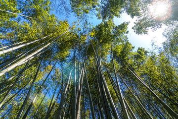 The famous bamboo forest Sakano in Kyoto Japan
