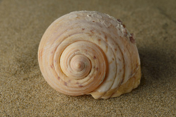 Big shell on the sand,  Colse-up