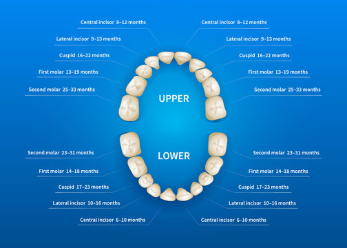 Children mouth with tooth numbering chart on blue