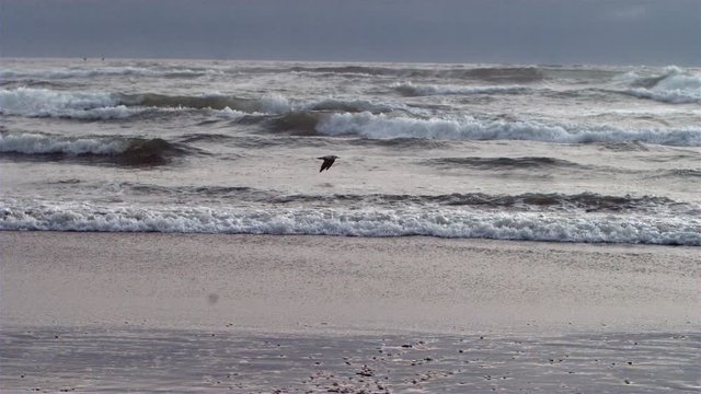 Bird flying along the beach in super slow motion