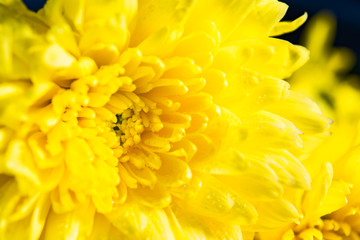 close up dorplet water in yellow flowers macro lens