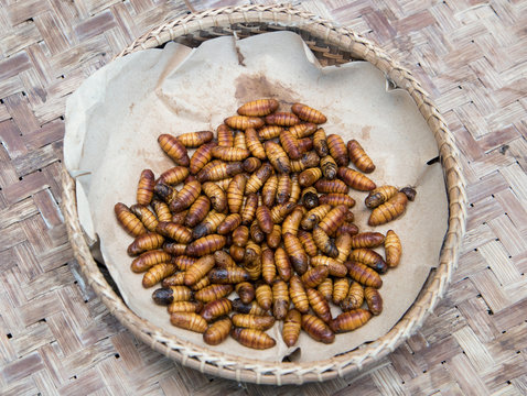 worms silkworms in a basket