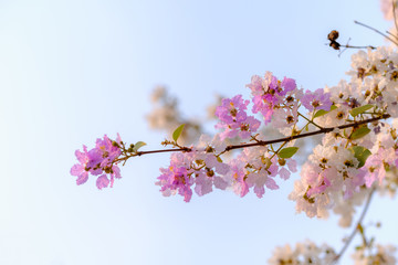 Bang lang flower of Indian subcontinent