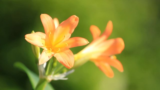 Clivia miniata blooms on a green background