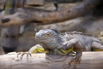 iguana