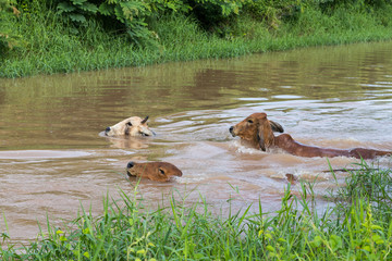 Cows swimming in canal.