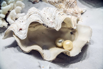 pearl in the shell