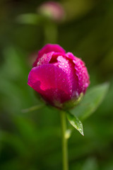 Pfingstrose mit Wassertropfen