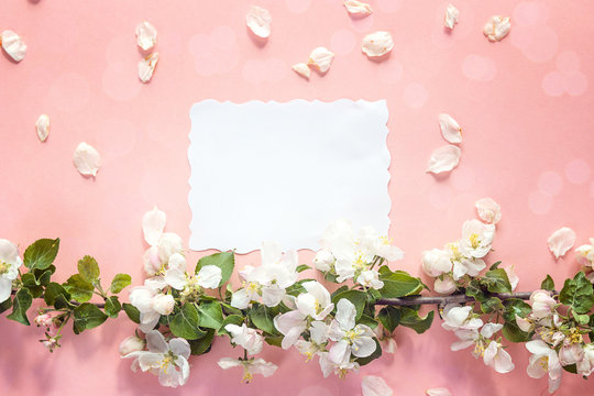 Blank paper card with a branch of a blossoming apple tree on a pink background. Place for text.