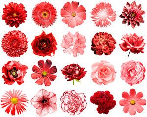 Mix collage of natural and surreal red flowers 20 in 1: peony, dahlia, primula, aster, daisy, rose,...