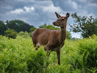 deer 6