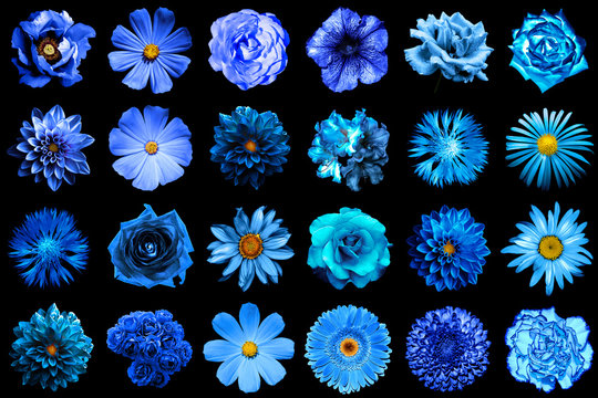 Fototapeta Mix collage of natural and surreal blue flowers 24 in 1: peony, dahlia, primula, aster, daisy, rose, gerbera, clove, chrysanthemum, cornflower, flax, pelargonium isolated on black