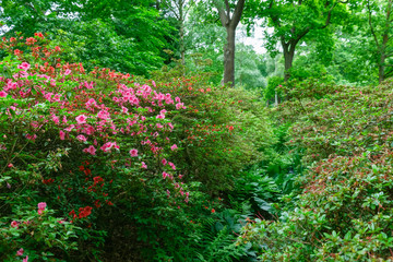 Spring flowers in Isabella Plantation, Richmond Park in south west London