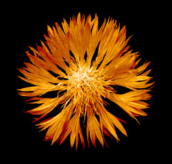 Surreal dark chrome orange cornflower flower isolated on black