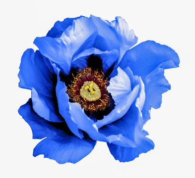 Fototapeta Surreal dark chrome blue poppy flower macro isolated on white