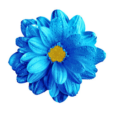 Fototapeta Surreal dark chrome blue gerbera flower macro isolated on white