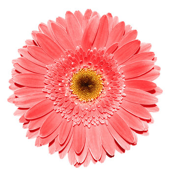Red gerbera flower macro photography isolated on white