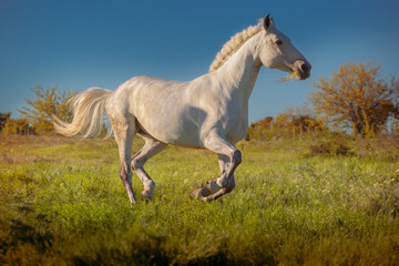 Plakat White horse runs on green field on the blue sky background in evening