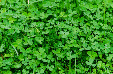 Fototapeta na wymiar Background of green clover meadow, symbol of luck and Ireland