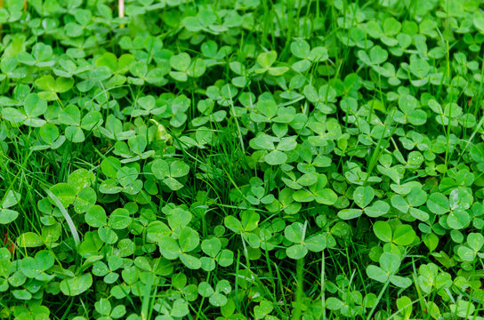Background of green clover meadow, symbol of luck and Ireland