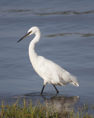 Water Bird