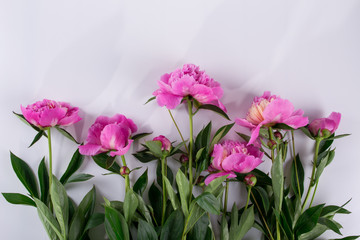 Naklejka na ściany i meble Set of pink peonies flowers pattern isolated on white background