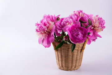 Fresh bouquet of peonies in a  basket  isolated  on a white background