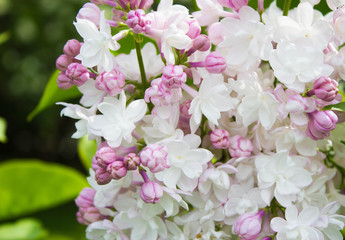 Amazing natural view of bright lilac flowers in garden at sunny spring day with green leaves as a background.