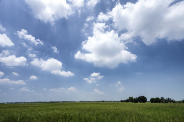 A blissful green paddy field on a bright day with dramatic clouds.