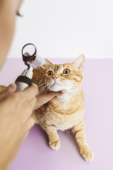 Veterinarian doctor is making a check up of a cute beautiful cat. Veterinary Concept.