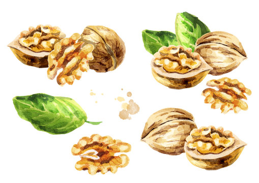 Walnut compositions set. Hand-drawn watercolor illustration