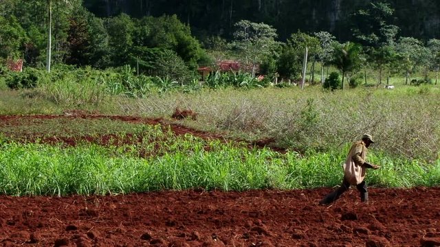 Farmer planting crops by hands on the red-soil field at Vinales Valley, Cuba