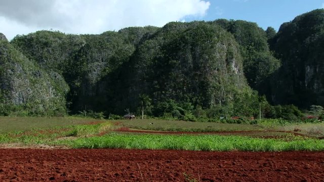 Shot of field in Vinales Valley, Cuba. Sierra de los &Oacute;rganos mountains on the background