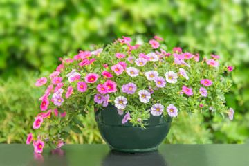 Pot of colorful pink petunia flowers on a table, isolated green nature background