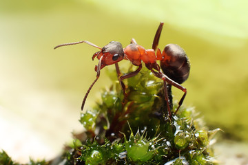 Ant on grass