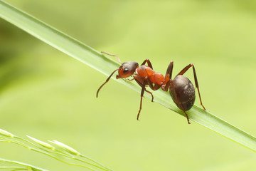 Ant on grass