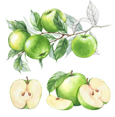 Hand-drawn watercolor illustration set of the green apples fruits. Food drawing isolated on the white background.
